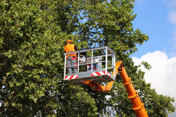 Best Aeration Services  in Edwards, CO