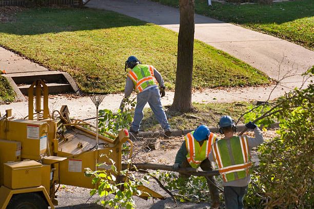 Edwards, CO Tree Removal Company