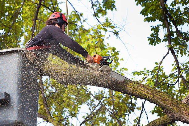 Best Emergency Tree Removal  in Edwards, CO