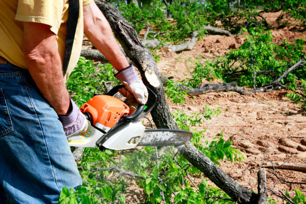 Best Weed Control  in Edwards, CO